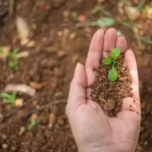 1739962821_Soil Conditioners.webp